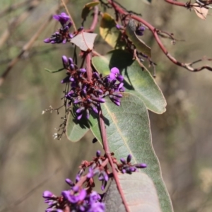 Hardenbergia violacea at Bruce, ACT - 2 Sep 2018 10:10 AM