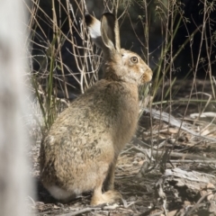 Lepus capensis (Brown Hare) at Bruce, ACT - 2 Sep 2018 by Alison Milton
