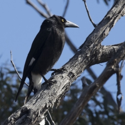 Strepera graculina (Pied Currawong) at Bruce Ridge to Gossan Hill - 2 Sep 2018 by AlisonMilton