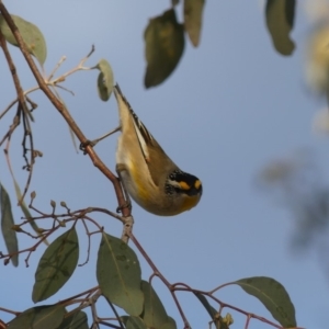 Pardalotus striatus at Dickson, ACT - 2 Sep 2018