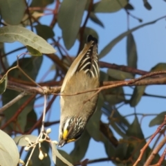 Pardalotus striatus at Dickson, ACT - 2 Sep 2018