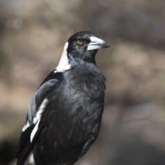 Gymnorhina tibicen (Australian Magpie) at Bruce Ridge to Gossan Hill - 2 Sep 2018 by AlisonMilton