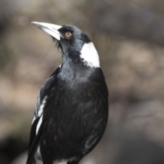 Gymnorhina tibicen at Bruce, ACT - 2 Sep 2018 10:38 AM