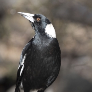 Gymnorhina tibicen at Bruce, ACT - 2 Sep 2018 10:38 AM