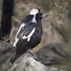 Gymnorhina tibicen at Bruce, ACT - 2 Sep 2018 10:38 AM