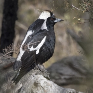 Gymnorhina tibicen at Bruce, ACT - 2 Sep 2018 10:38 AM