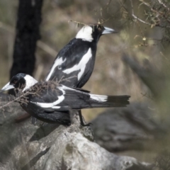 Gymnorhina tibicen at Bruce, ACT - 2 Sep 2018 10:38 AM