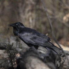 Corvus coronoides (Australian Raven) at Bruce Ridge to Gossan Hill - 2 Sep 2018 by AlisonMilton