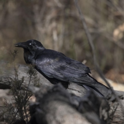 Corvus coronoides (Australian Raven) at Bruce, ACT - 2 Sep 2018 by AlisonMilton