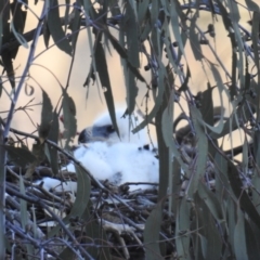 Aquila audax at Kambah, ACT - 18 Oct 2017 06:10 PM