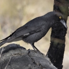 Strepera graculina (Pied Currawong) at Bruce Ridge to Gossan Hill - 2 Sep 2018 by AlisonMilton