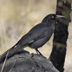 Strepera graculina at Bruce, ACT - 2 Sep 2018