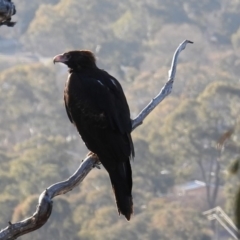 Aquila audax (Wedge-tailed Eagle) at McQuoids Hill - 20 Aug 2018 by HelenCross