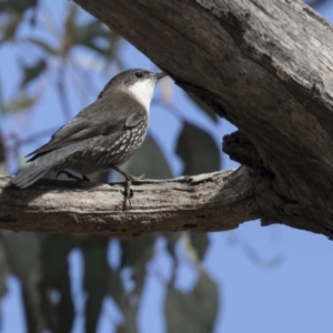 Cormobates leucophaea at Bruce, ACT - 2 Sep 2018 10:51 AM