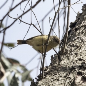 Acanthiza reguloides at Bruce, ACT - 2 Sep 2018