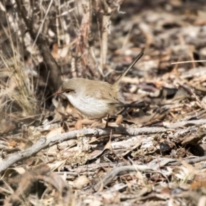 Malurus cyaneus at Bruce, ACT - 2 Sep 2018 11:09 AM