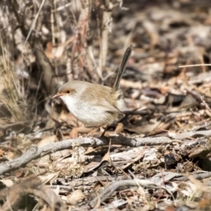 Malurus cyaneus at Bruce, ACT - 2 Sep 2018 11:09 AM