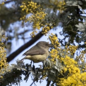 Acanthiza reguloides at Bruce, ACT - 2 Sep 2018