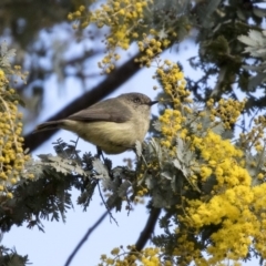 Acanthiza reguloides at Bruce, ACT - 2 Sep 2018 11:03 AM