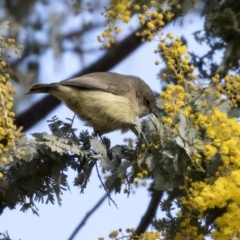 Acanthiza reguloides at Bruce, ACT - 2 Sep 2018