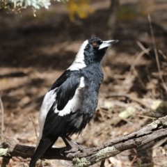 Gymnorhina tibicen (Australian Magpie) at Bruce, ACT - 2 Sep 2018 by AlisonMilton