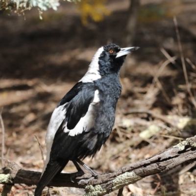 Gymnorhina tibicen (Australian Magpie) at Bruce Ridge to Gossan Hill - 2 Sep 2018 by AlisonMilton
