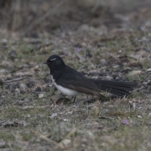 Rhipidura leucophrys at Bruce, ACT - 2 Sep 2018