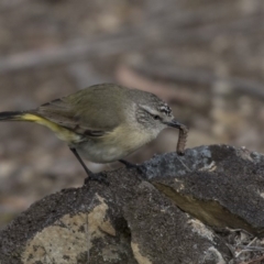 Acanthiza chrysorrhoa (Yellow-rumped Thornbill) at Bruce Ridge to Gossan Hill - 2 Sep 2018 by AlisonMilton