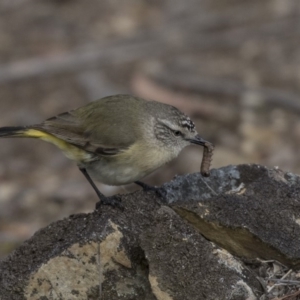 Acanthiza chrysorrhoa at Bruce, ACT - 2 Sep 2018