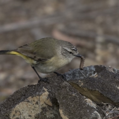 Acanthiza chrysorrhoa (Yellow-rumped Thornbill) at Bruce, ACT - 2 Sep 2018 by Alison Milton