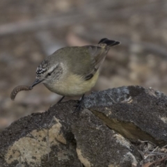 Acanthiza chrysorrhoa at Bruce, ACT - 2 Sep 2018