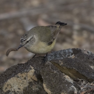 Acanthiza chrysorrhoa at Bruce, ACT - 2 Sep 2018