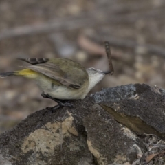 Acanthiza chrysorrhoa at Bruce, ACT - 2 Sep 2018