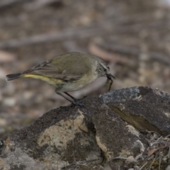 Acanthiza chrysorrhoa at Bruce, ACT - 2 Sep 2018