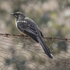 Anthochaera carunculata (Red Wattlebird) at Bruce, ACT - 2 Sep 2018 by Alison Milton