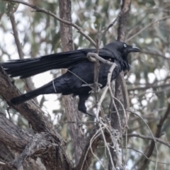 Corvus coronoides (Australian Raven) at Bruce Ridge to Gossan Hill - 2 Sep 2018 by AlisonMilton