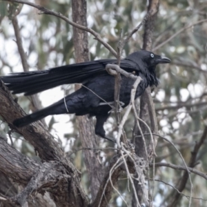 Corvus coronoides at Bruce, ACT - 2 Sep 2018