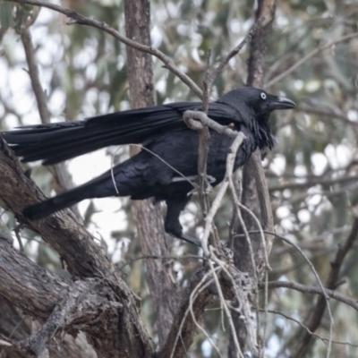 Corvus coronoides (Australian Raven) at Bruce Ridge to Gossan Hill - 2 Sep 2018 by AlisonMilton