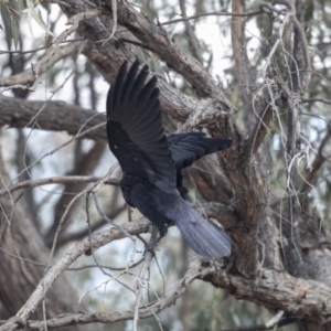 Corvus coronoides at Bruce, ACT - 2 Sep 2018