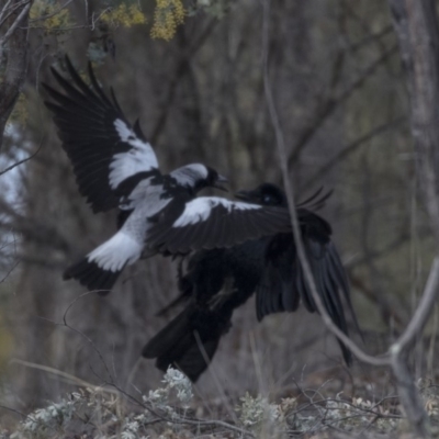 Gymnorhina tibicen (Australian Magpie) at Point 309 - 2 Sep 2018 by Alison Milton