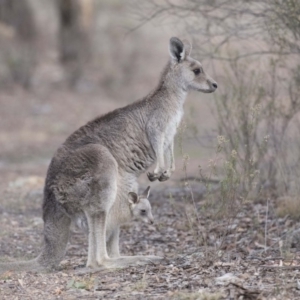 Macropus giganteus at Bruce, ACT - 2 Sep 2018