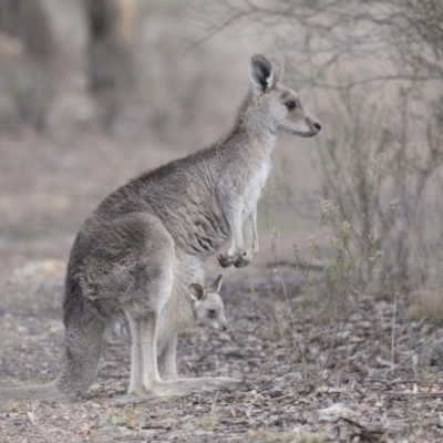 Macropus giganteus (Eastern Grey Kangaroo) at Bruce Ridge to Gossan Hill - 2 Sep 2018 by AlisonMilton