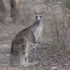 Macropus giganteus at Bruce, ACT - 2 Sep 2018