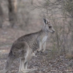 Macropus giganteus at Bruce, ACT - 2 Sep 2018