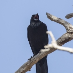 Corvus coronoides (Australian Raven) at Bruce, ACT - 2 Sep 2018 by Alison Milton