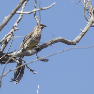 Anthochaera carunculata (Red Wattlebird) at Bruce, ACT - 2 Sep 2018 by Alison Milton