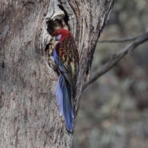 Platycercus elegans x eximius (hybrid) at Bruce, ACT - 2 Sep 2018