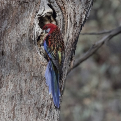 Platycercus elegans x eximius (hybrid) (Crimson x Eastern Rosella (hybrid)) at Bruce, ACT - 2 Sep 2018 by AlisonMilton