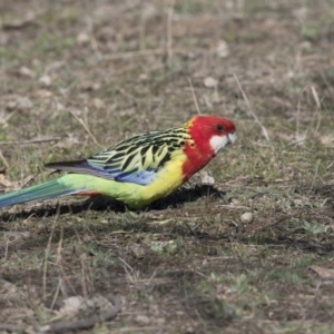 Platycercus eximius at Bruce, ACT - 2 Sep 2018