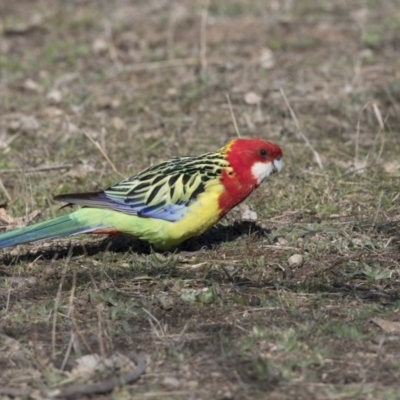 Platycercus eximius (Eastern Rosella) at Bruce, ACT - 2 Sep 2018 by Alison Milton